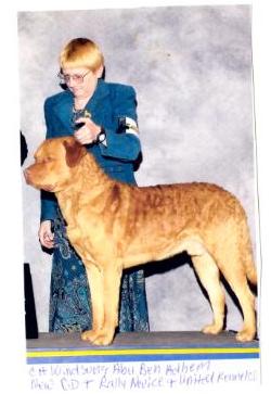 Windsong Abu Ben Adhem | Chesapeake Bay Retriever 