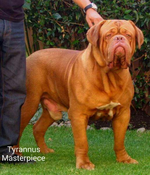 TYRANNUS MASTERPIRCE | Dogue de Bordeaux 