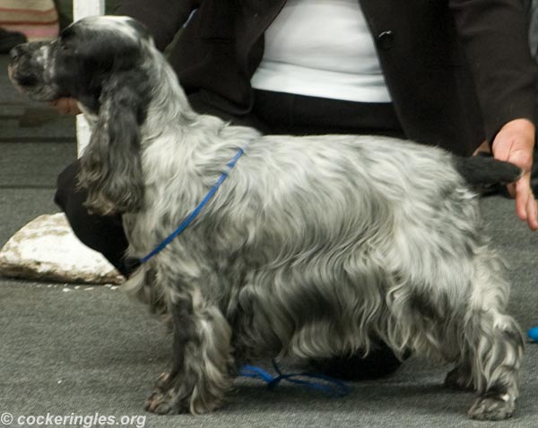 Glowhill Scrumpy Jack | English Cocker Spaniel 