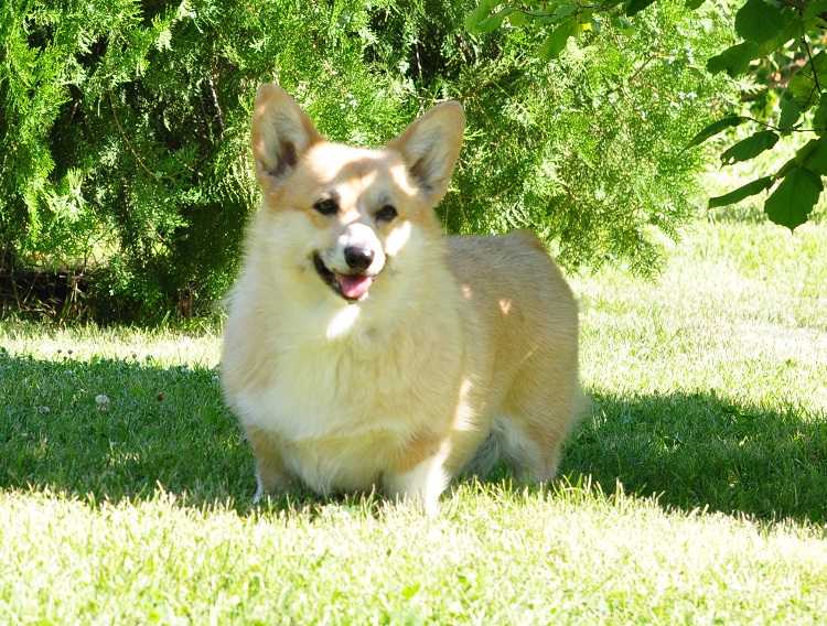 Orden Keltov Grasping Glory | Pembroke Welsh Corgi 