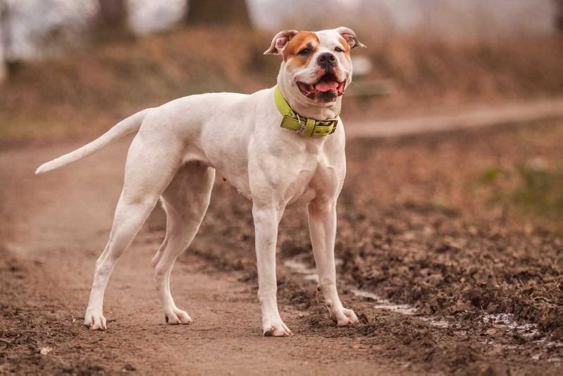 Sly Dog American Bulldogs' Angel's Number One | American Bulldog 
