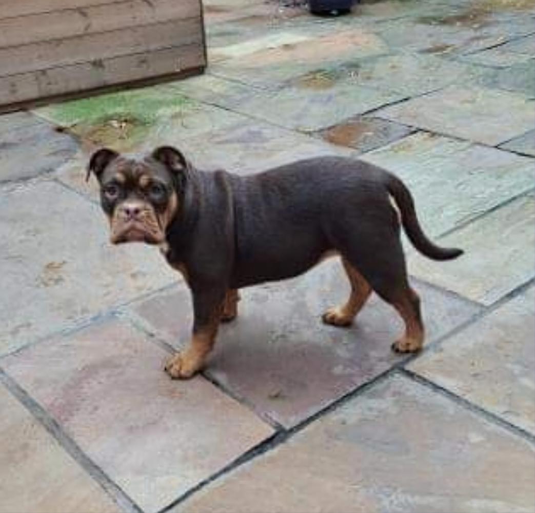 Ttofaz Bullyz Terra | Olde English Bulldogge 