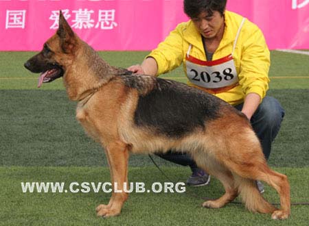 Lenigne von JinRuiCheng | German Shepherd Dog 