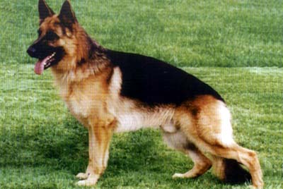 Xendo vom Bergmannshof | German Shepherd Dog 