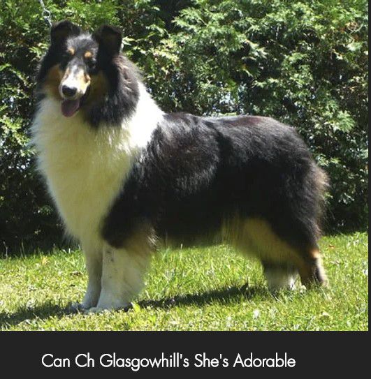 Glasgowhill's She's Adorable | Rough Collie 