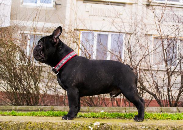 Darnibu vilaskes dragon faer | French Bulldog 