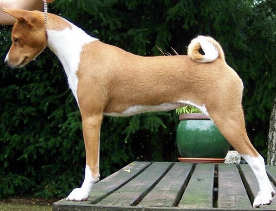 Mutabaruga's Get Up Stand Up | Basenji 