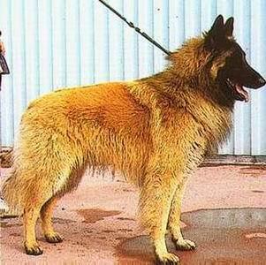 Day Dreem de Condivicnum | Belgian Tervuren 
