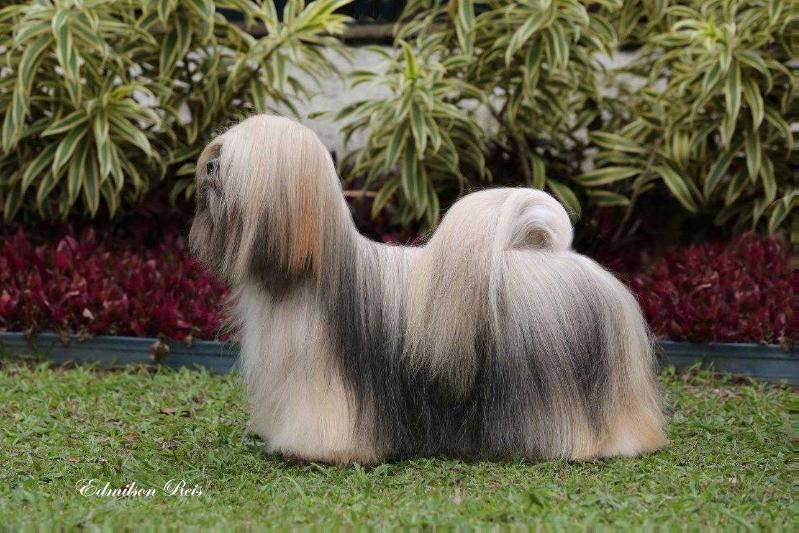 Rmoretto Cane Mulan | Lhasa Apso 