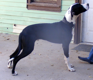 Hossburg's Boris Of Dm Danes | Great Dane 
