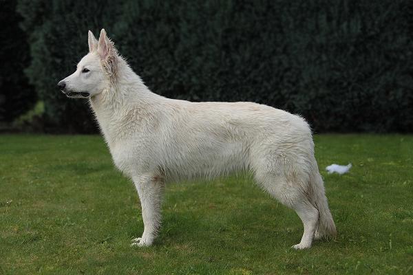 Kika of Luna Legacy | White Swiss Shepherd Dog 