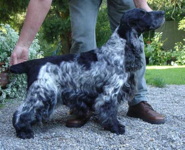 Tashann Tanist | English Cocker Spaniel 