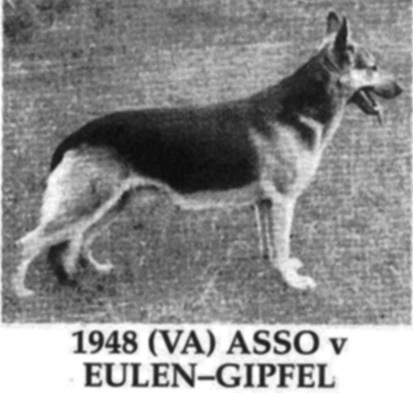 Asso vom Eulengipfel | German Shepherd Dog 