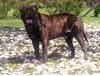 Nietzshe Des Orchis D`Orabel | Bullmastiff 