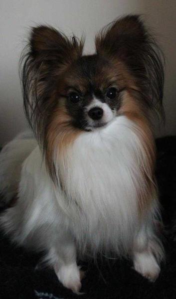 Denemore ReadyTeddy at Omegaville | Papillon 