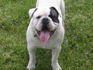 Kam | Olde English Bulldogge 