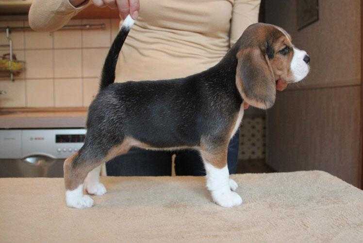 Amelist Zamira Bliss | Beagle 