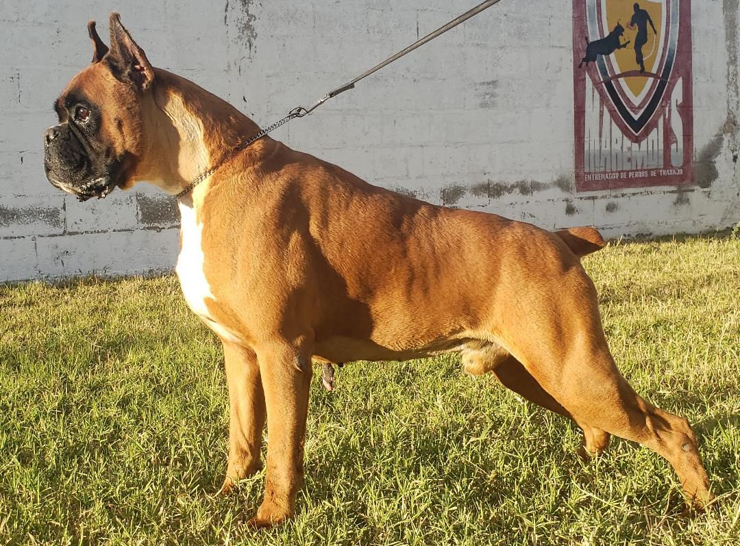 Merlin D'oxla | Boxer 