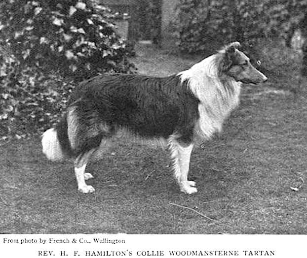 Woodmansterne Tartan | Rough Collie 