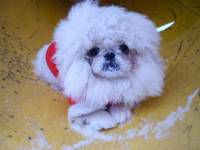 Eks maguai ostin pauers | Pekingese 