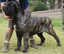 Barbaro dello Scultore | Neapolitan Mastiff 