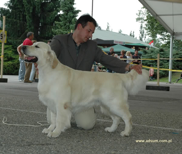 Cheek to Cheek Space Jam | Golden Retriever 