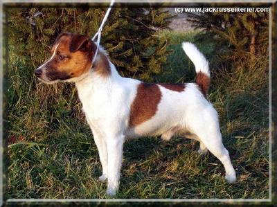 Little Benjamin of Sweet Surprise | Jack Russell Terrier 