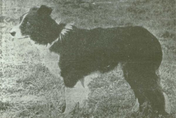 Roy ISDS 1665 | Border Collie 