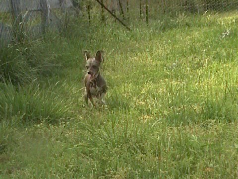 Dragon Hills Gabby | Chinese Crested 