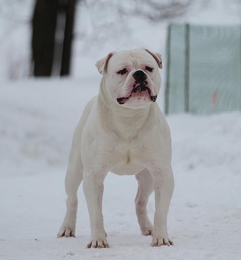 Tigerbull Frodo | American Bulldog 