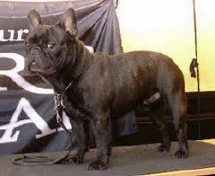 Kadin'S urkan v. sans pareil | French Bulldog 