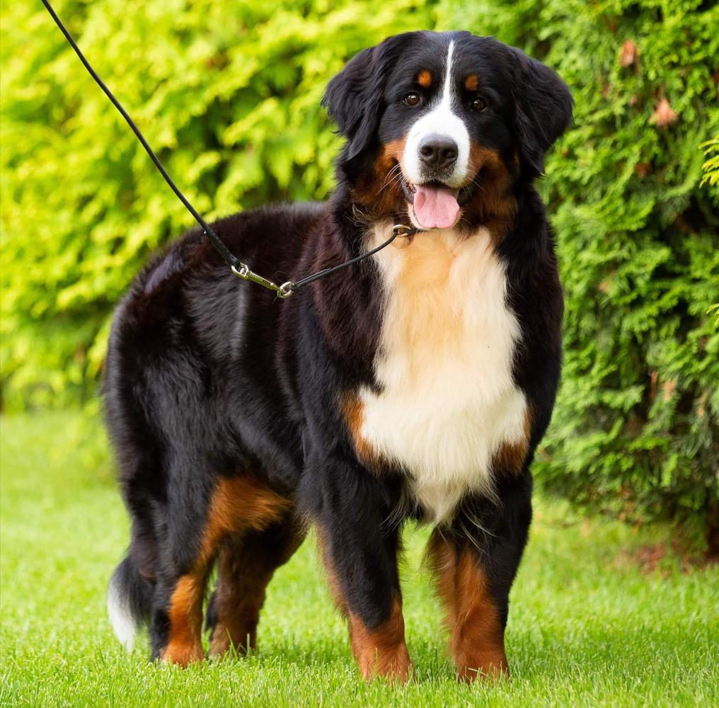 Blümchen von Kokeltaler Hain | Bernese Mountain Dog 