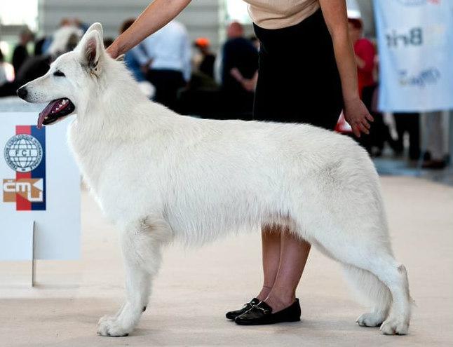 Yastreb iz Beloy Brigady | White Swiss Shepherd Dog 