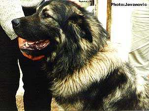 Hari-Lun | Yugoslavian Shepherd Dog-Sarplaninac 