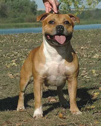 Argon | Staffordshire Bull Terrier 