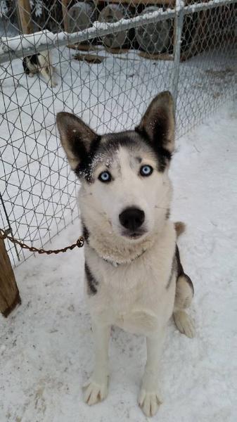 Seppaltas Zane 99 | Siberian Husky 