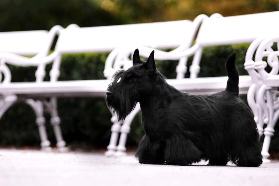 My Be Gran Prix | Scottish Terrier 