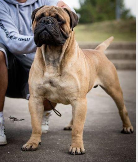 HELIOS DON ETELMAN | Bullmastiff 