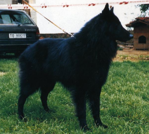 Behra del Lago Nero | Belgian Tervuren 