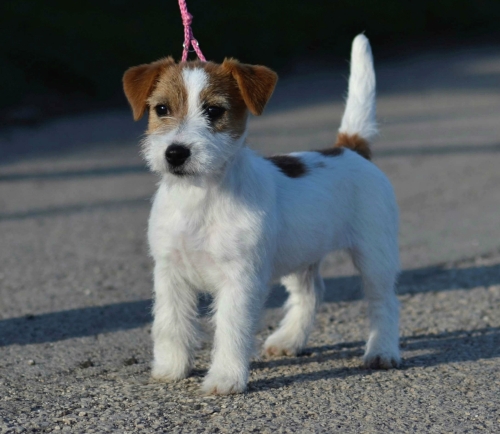 JRA Alexandra Little Dream | Jack Russell Terrier 