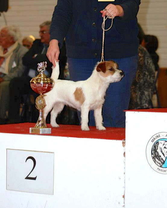 All jacks Hermione Granger | Jack Russell Terrier 