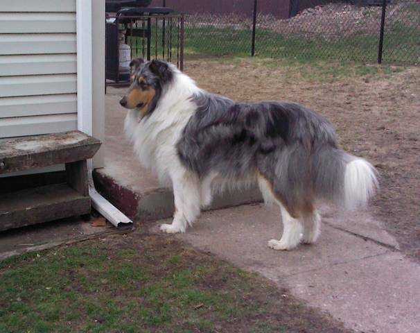 Miles' Masterpiece in Cobalt | Rough Collie 