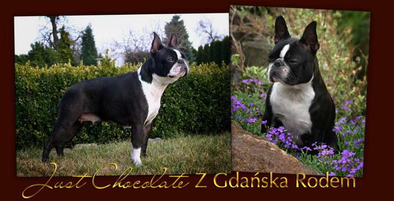 Just Chocolate z Gdanska Rodem | Boston Terrier 