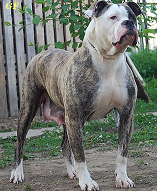 Grand Future Glamorous Lady | American Bulldog 