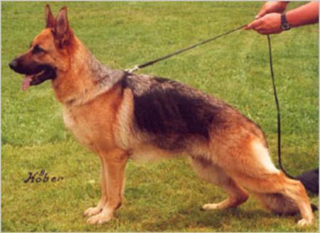 Saphira aus Wattenscheid | German Shepherd Dog 