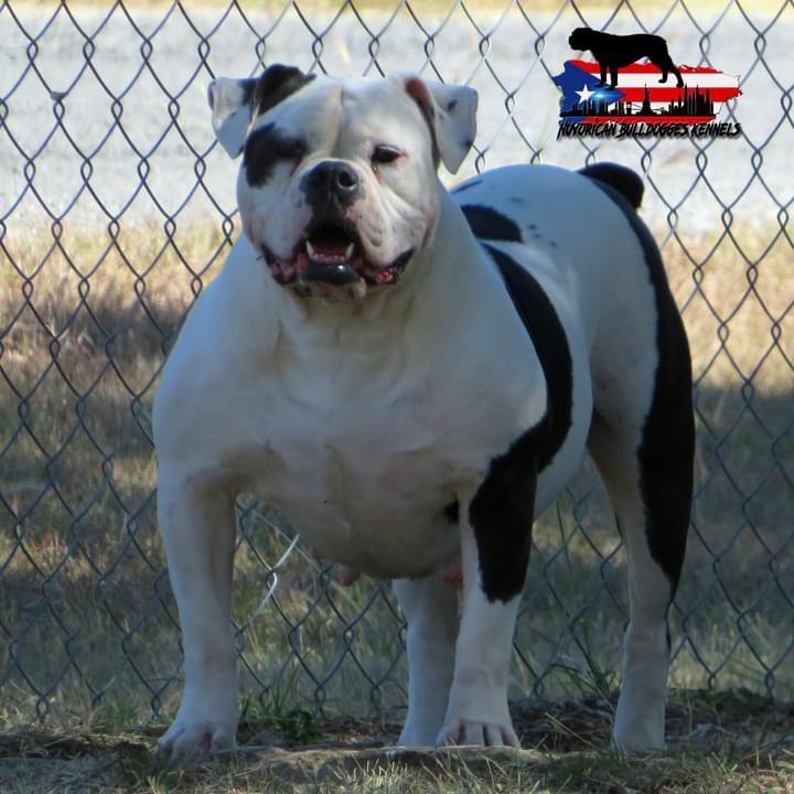 Nuyorican Bulldogges Kora | Olde English Bulldogge 