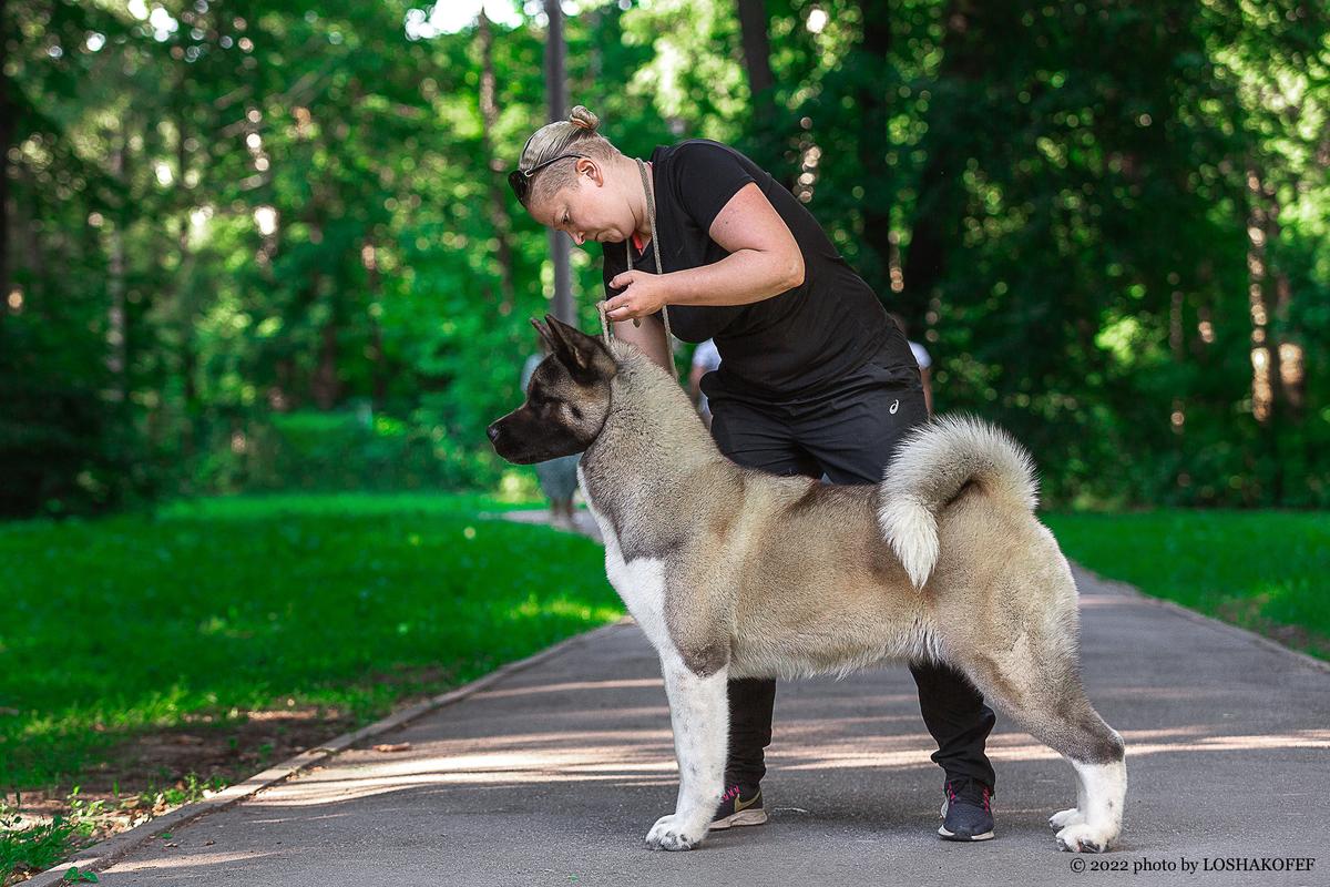 Beautiful Miracle Miss Mercedes | Akita 