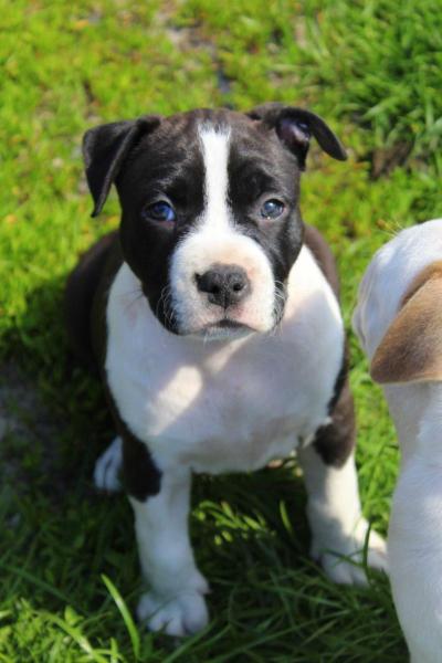 BETTY BOO Commanding FCI | American Staffordshire Terrier 