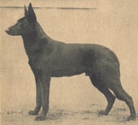 Argo Mutterlieb | German Shepherd Dog 