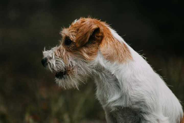 Milmaris Garden Edgar Allan Poe | Jack Russell Terrier 